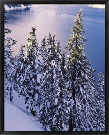 Framed Snow Covered Trees at South Rim, Crater Lake National Park, Oregon Print