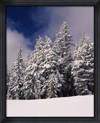 Framed Snow Covered Western Hemlock and Fir Trees on Munson Ridge, Crater Lake National Park, Oregon Print