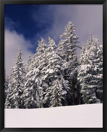 Framed Snow Covered Western Hemlock and Fir Trees on Munson Ridge, Crater Lake National Park, Oregon Print