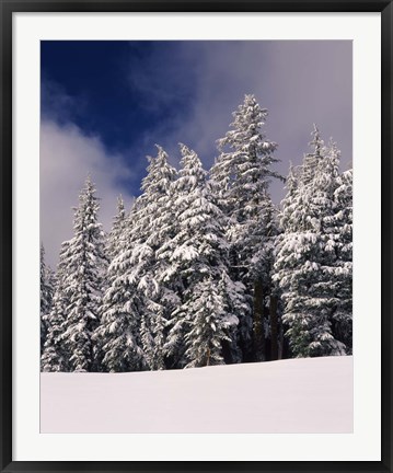 Framed Snow Covered Western Hemlock and Fir Trees on Munson Ridge, Crater Lake National Park, Oregon Print