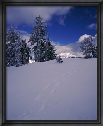 Framed Snowshoe tracks on snow, Mt. Scott, Crater Lake National Park, Oregon, USA Print