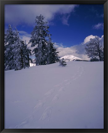 Framed Snowshoe tracks on snow, Mt. Scott, Crater Lake National Park, Oregon, USA Print