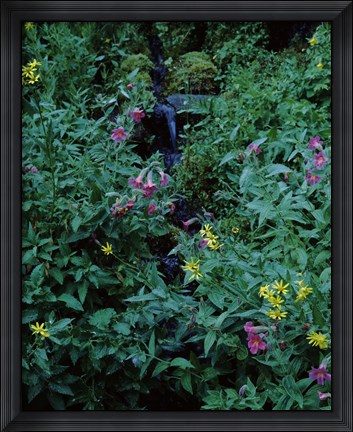 Framed Castle Crest Wildflower Garden Trail, Munson Creek, Crater Lake National Park, Oregon Print