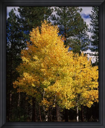 Framed Aspen and Ponderosa pine trees in autumn, Crater Lake National Park, Oregon, USA Print