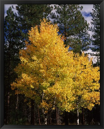 Framed Aspen and Ponderosa pine trees in autumn, Crater Lake National Park, Oregon, USA Print