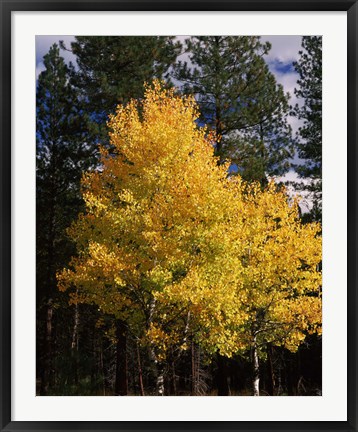 Framed Aspen and Ponderosa pine trees in autumn, Crater Lake National Park, Oregon, USA Print