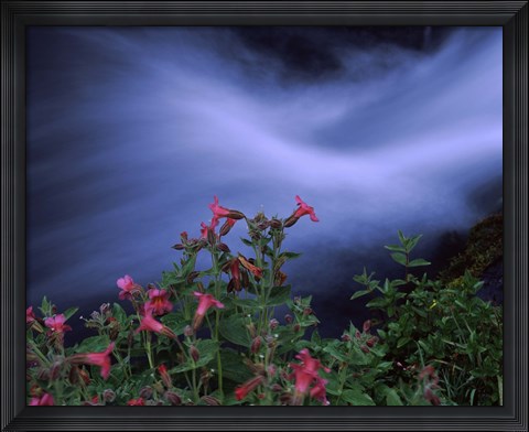 Framed Flowers on Plants, Castle Crest Wildflower Garden Trail, Munson Creek, Crater Lake National Park, Oregon Print