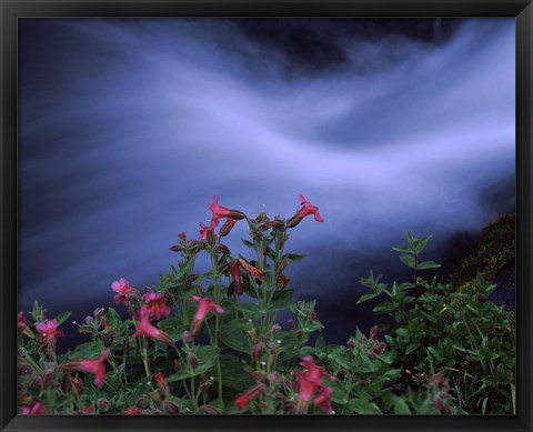 Framed Flowers on Plants, Castle Crest Wildflower Garden Trail, Munson Creek, Crater Lake National Park, Oregon Print