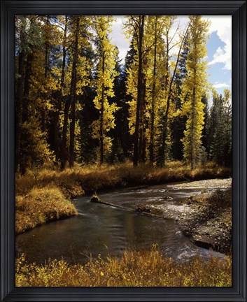 Framed Cottonwood trees along Annie Creek Canyon Trail, Crater Lake National Park, Oregon, USA Print