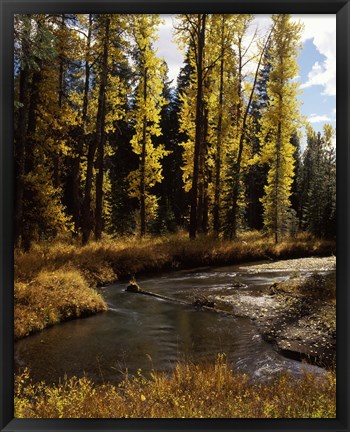 Framed Cottonwood trees along Annie Creek Canyon Trail, Crater Lake National Park, Oregon, USA Print