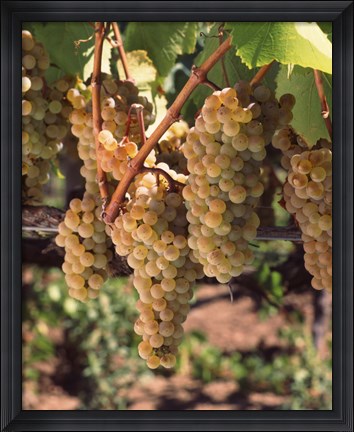 Framed Chardonnay Grapes, California Print