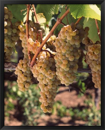 Framed Chardonnay Grapes, California Print