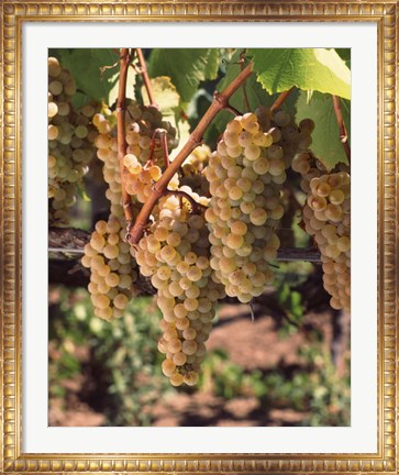 Framed Chardonnay Grapes, California Print