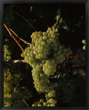 Framed Grapes in a Viineyard, Carneros Region, California Print