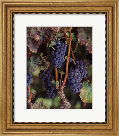Framed Purple Grapes, Wine Country, California Print