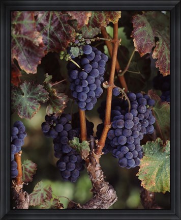 Framed Purple Grapes, Wine Country, California Print