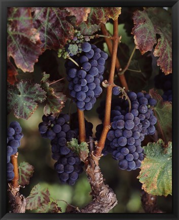 Framed Purple Grapes, Wine Country, California Print