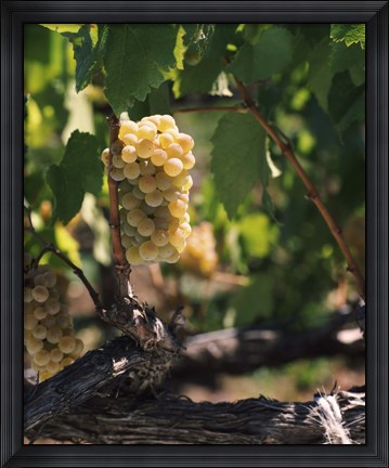 Framed Chardonnay Grapes in Vineyard, Carneros Region, California Print