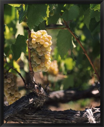 Framed Chardonnay Grapes in Vineyard, Carneros Region, California Print