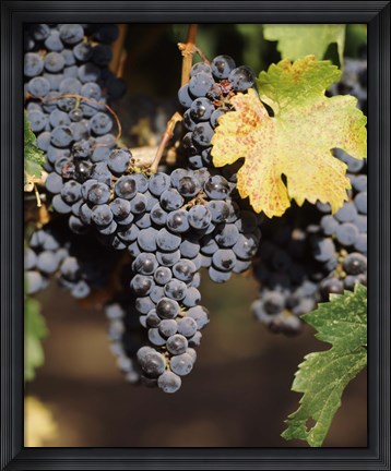 Framed Cabernet Sauvignon Grapes, Wine Country, California Print