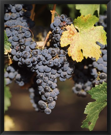 Framed Cabernet Sauvignon Grapes, Wine Country, California Print