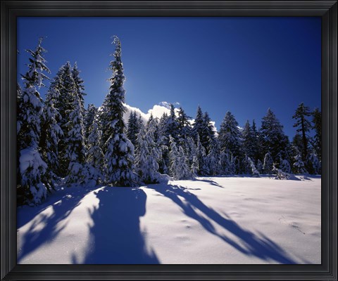 Framed Sunrise through snow covered fir trees at South Rim, Crater Lake National Park, Oregon, USA Print