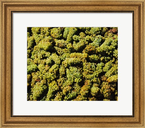 Framed Grapes in a vineyard, Domaine Carneros Winery, Sonoma Valley, California, USA Print