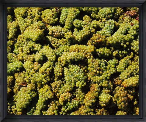Framed Grapes in a vineyard, Domaine Carneros Winery, Sonoma Valley, California, USA Print