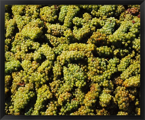 Framed Grapes in a vineyard, Domaine Carneros Winery, Sonoma Valley, California, USA Print