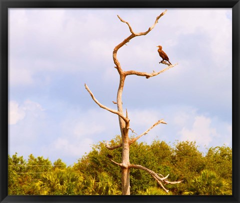 Framed Low angle view of a Cormorant (Phalacrocorax carbo) on a tree, Boynton Beach, Florida, USA Print