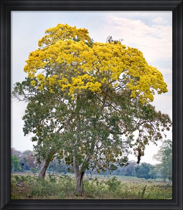 Framed Trees in a field, Three Brothers River, Meeting of the Waters State Park, Pantanal Wetlands, Brazil Print