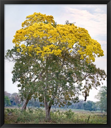 Framed Trees in a field, Three Brothers River, Meeting of the Waters State Park, Pantanal Wetlands, Brazil Print