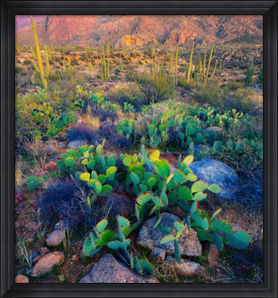 Framed Prickly pear and saguaro cacti, Santa Catalina Mountains, Oro Valley, Arizona, USA Print
