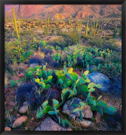 Framed Prickly pear and saguaro cacti, Santa Catalina Mountains, Oro Valley, Arizona, USA Print