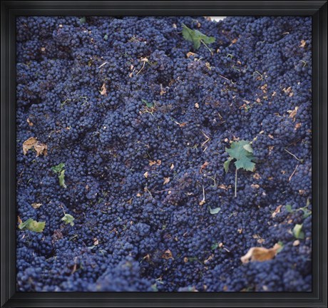 Framed Cabernet Sauvignon Grapes in Vineyard, Wine Country, California Print
