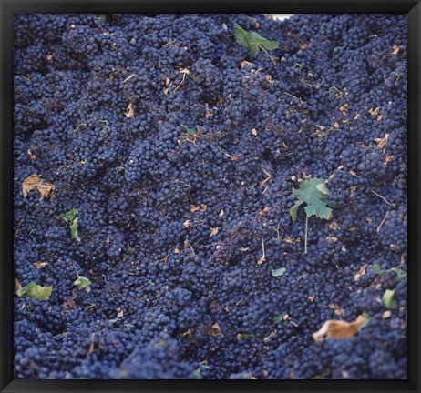 Framed Cabernet Sauvignon Grapes in Vineyard, Wine Country, California Print