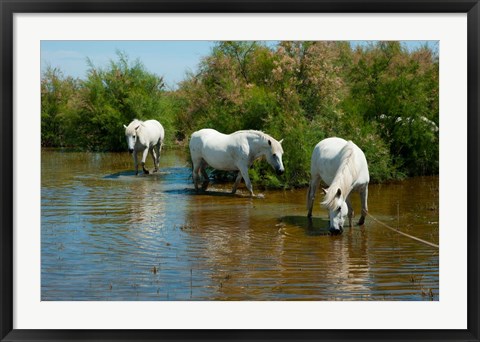 Framed Three Camargue white horses in a lagoon,  Camargue, Saintes-Maries-De-La-Mer, Provence-Alpes-Cote d&#39;Azur, France Print