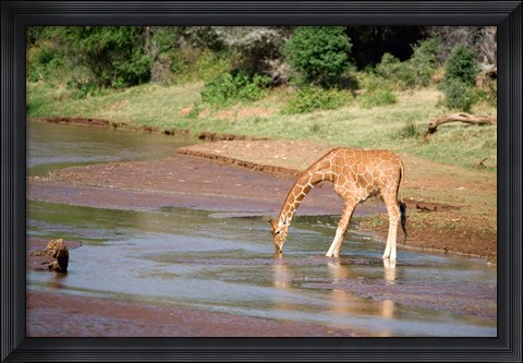 Framed Reticulated giraffe drinking water at a river, Samburu National Park, Rift Valley Province, Kenya Print