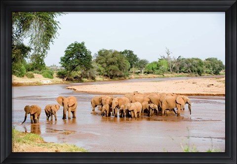 Framed Herd of African Elephants, Uaso Nyiro River, Kenya Print