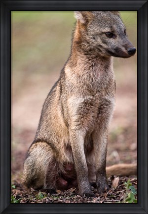 Framed Close-up of a Crab-Eating fox, Three Brothers River, Meeting of the Waters State Park, Pantanal Wetlands, Brazil Print