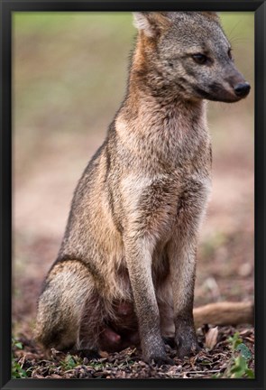 Framed Close-up of a Crab-Eating fox, Three Brothers River, Meeting of the Waters State Park, Pantanal Wetlands, Brazil Print