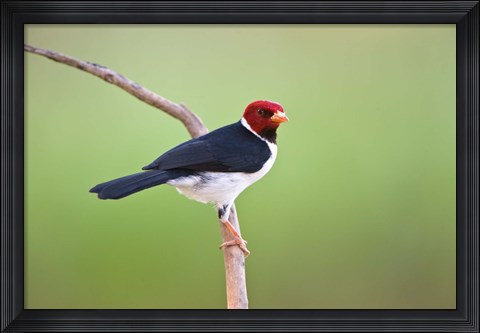 Framed Yellow-Billed cardinal on a branch, Three Brothers River, Pantanal Wetlands, Brazil (horizontal) Print