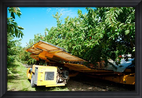 Framed Mechanical Harvester dislodging Cherries into large plastic tub, Provence-Alpes-Cote d&#39;Azur, France Print