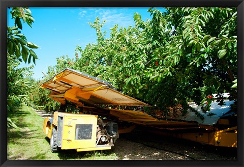 Framed Mechanical Harvester dislodging Cherries into large plastic tub, Provence-Alpes-Cote d&#39;Azur, France Print