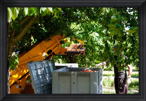 Framed Cherry Harvester, Cucuron, Vaucluse, Provence-Alpes-Cote d&#39;Azur, France Print