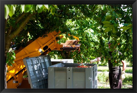 Framed Cherry Harvester, Cucuron, Vaucluse, Provence-Alpes-Cote d&#39;Azur, France Print