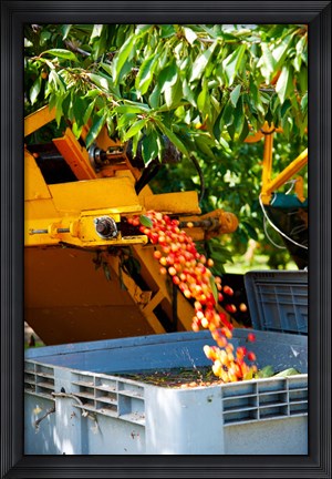 Framed Harvesting Cherries, Cucuron, Vaucluse, Provence-Alpes-Cote d&#39;Azur, France Print