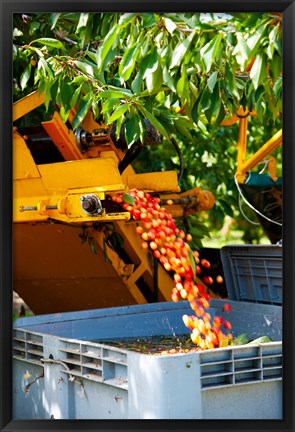 Framed Harvesting Cherries, Cucuron, Vaucluse, Provence-Alpes-Cote d&#39;Azur, France Print