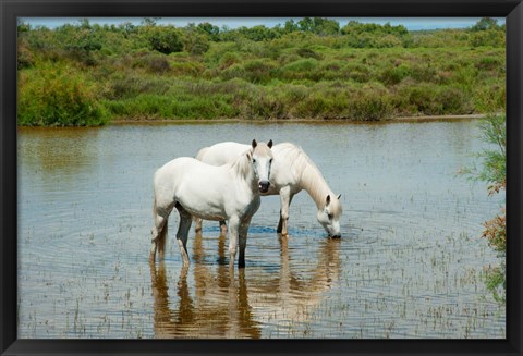 Framed Two Camargue White Horses in a Lagoon, Camargue, Saintes-Maries-De-La-Mer, Provence-Alpes-Cote d&#39;Azur, France (horizontal) Print