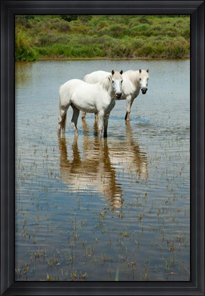 Framed Two Camargue White Horses in a Lagoon, Camargue, Saintes-Maries-De-La-Mer, Provence-Alpes-Cote d&#39;Azur, France (vertical) Print